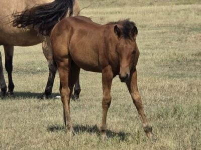 Paddys Gin Toto JW<BR>AQHA 6494220